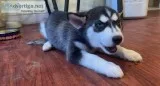 Husky puppies