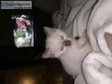 Chocolate Point baby Siamese kitten