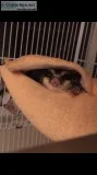 Suggie & exotic rescue