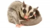 2 Sugar Gliders for sale