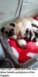 Chivalrous Akc Reg New litter of Pug Puppies..