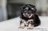 Pooton Puppy For Sale