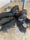 Adorable Rotty Puppies