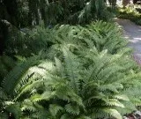 100 Sword Ferns  3 Feet