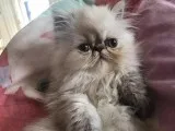 Home trained male and female Persian kittens Available