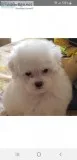 TOY POODLE PUPPIES