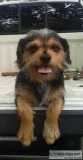 Brussels griffonyorkie mix male