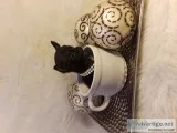 Tiniest Chihuahua Puppies