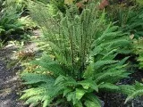 BEAUTIFUL DEER FERN