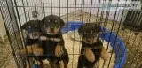 German Rottweiler Puppies