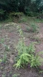 HEMLOCK TREES