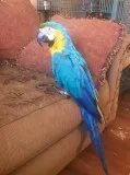 Blue and Gold Macaw parrots