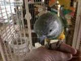 African senegal