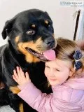 Rottweiler puppies for Free Adoption