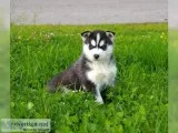 Husky Puppies Available