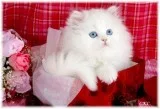 Cute Persian Kittens Currently Available
