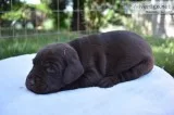 CHOCOLATE LAB PUPPIES