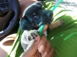 Puppy  Chihuahua