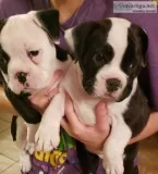 Olde English Bulldogge pups