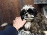 Shih Tzu Puppies for sale  450-500