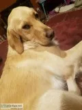 Walter s golden retrievers