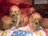 AKC Registere Golden Retrievers