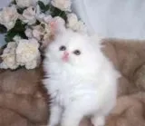 All White Persian Kitten
