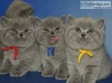 Blue british shorthair kittens