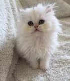 Adorable CFA Persian Kittens