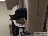 Two black cats