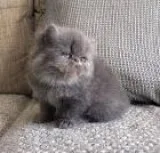 Nice Looking Persian Kittens Ready For Good Homes