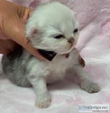 Persian kittens For Adoption Now Ready To Go Home.
