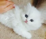 Pretty persian kittens 