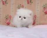 Exotic Shorthair and Persian Kittens