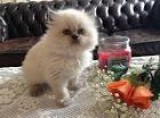 GORGEOUS PERSIAN KITTEN FOR ADOPTION