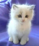 Pure white long legs munchkin kittens 