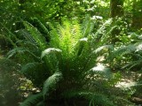 Beautiful Sword Ferns