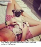 Beautiful Pug Puppies Ready Now Blacks and Fawns