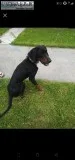Hound Dog