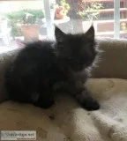 Cfa reg maine coon