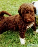 Goldendoodle
