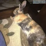 Calico bunny