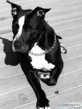 Black and White American Staffordshire Terrier