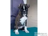 MF BOXER PUPPIES TEXT 832 510 0096