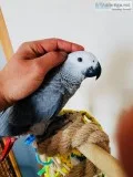 Congo African Grey Parrot Hand Tamed and Talking