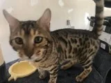 Lovely Bengal Kittens ready for their new home