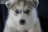 Husky puppies will be 8 weeks on 6519