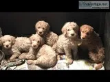 F1bbF1b Goldendoodle s