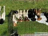 7 week old puppies need forever homes