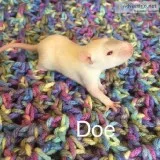 Hairless and standard coat rat pups